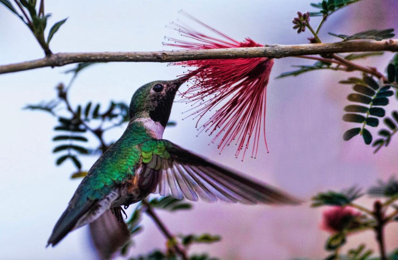 Hummingbird Retreat - Luxury Oceanview Apt, 7-Minute Walk To Beach Ocho Rios Eksteriør billede