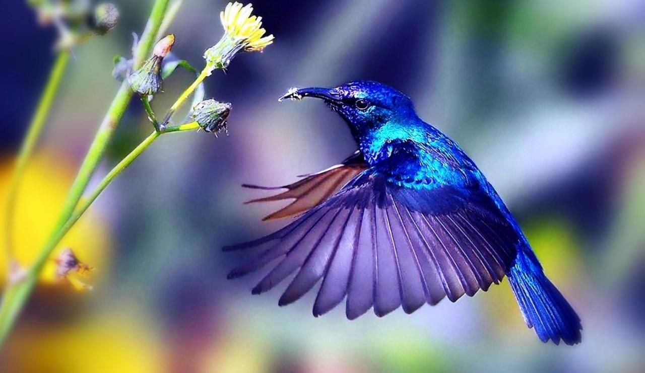 Hummingbird Retreat - Luxury Oceanview Apt, 7-Minute Walk To Beach Ocho Rios Eksteriør billede